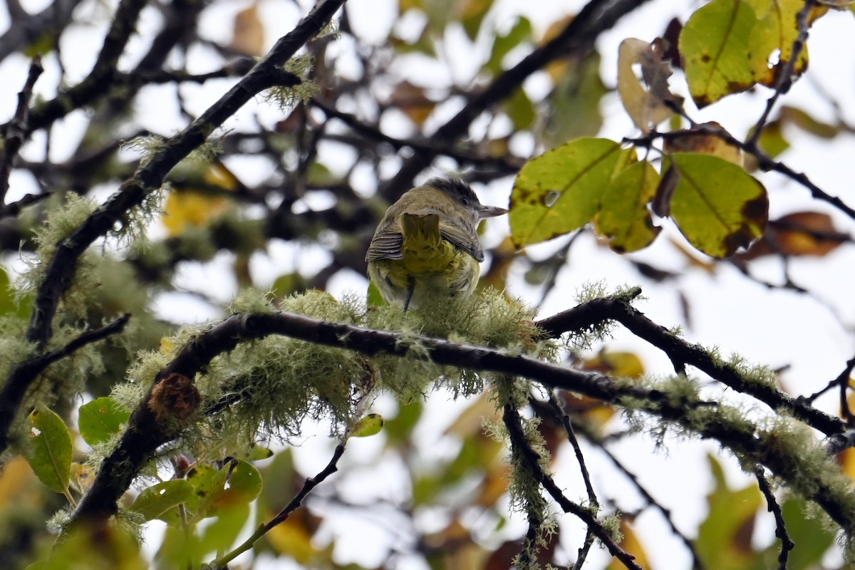 Yellow-green Vireo - ML643723549