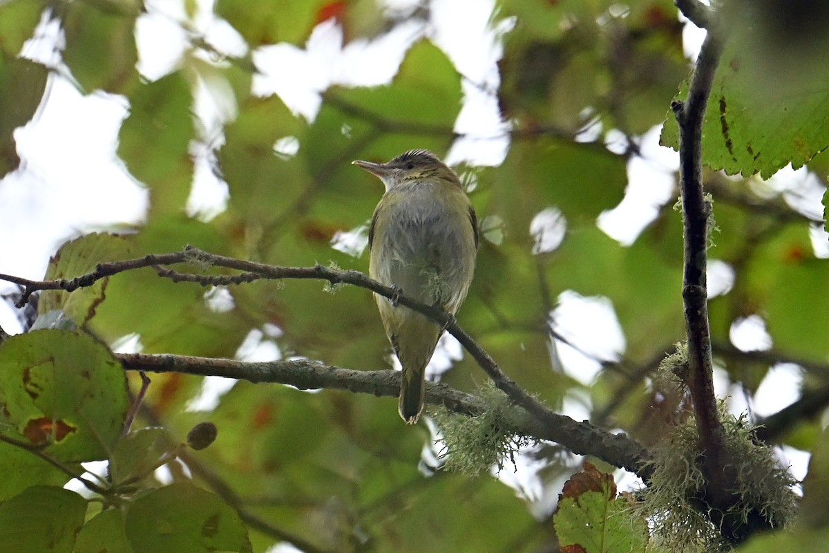 Yellow-green Vireo - ML643723550
