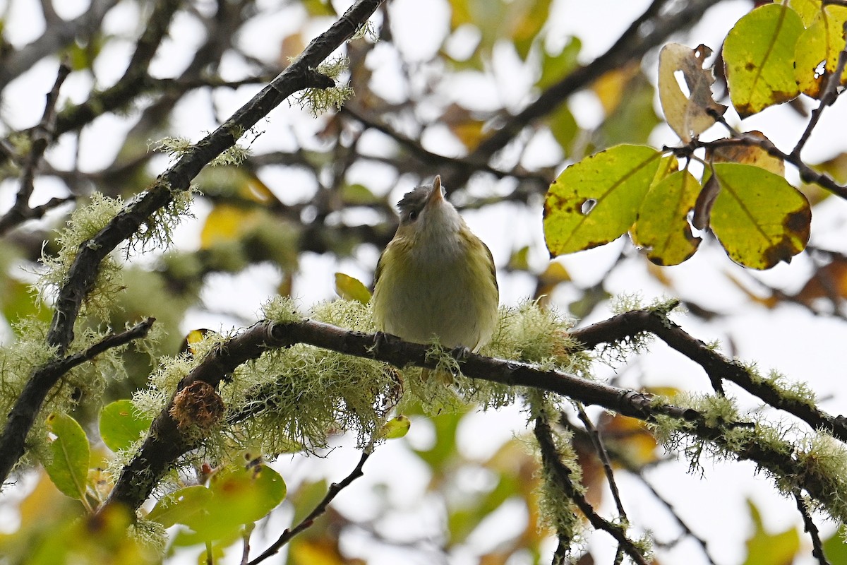 Yellow-green Vireo - ML643723551