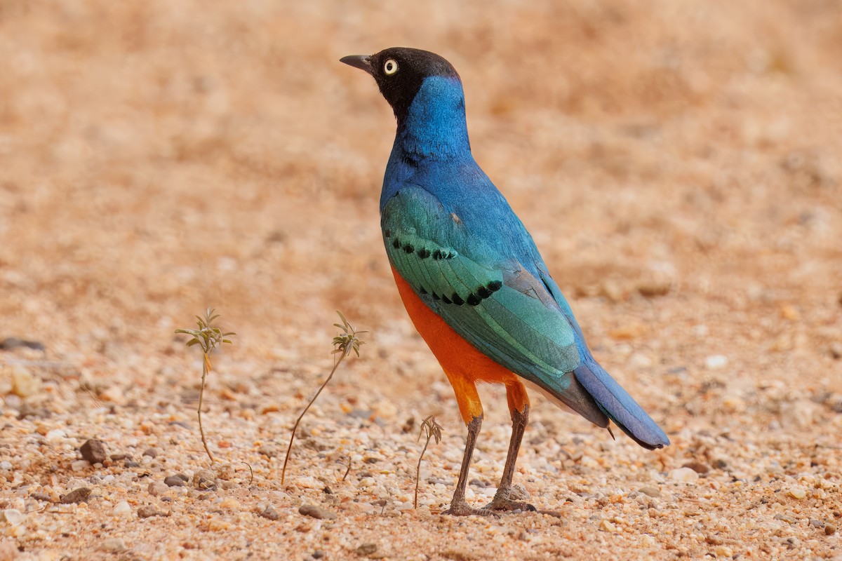栗頭麗椋鳥 - ML643723559