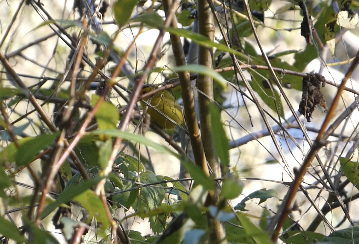 Wilson's Warbler - ML643723565