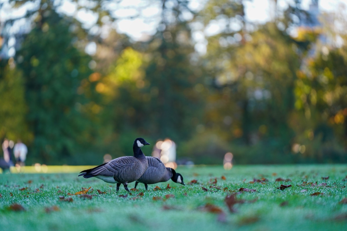 Cackling Goose - ML643723567