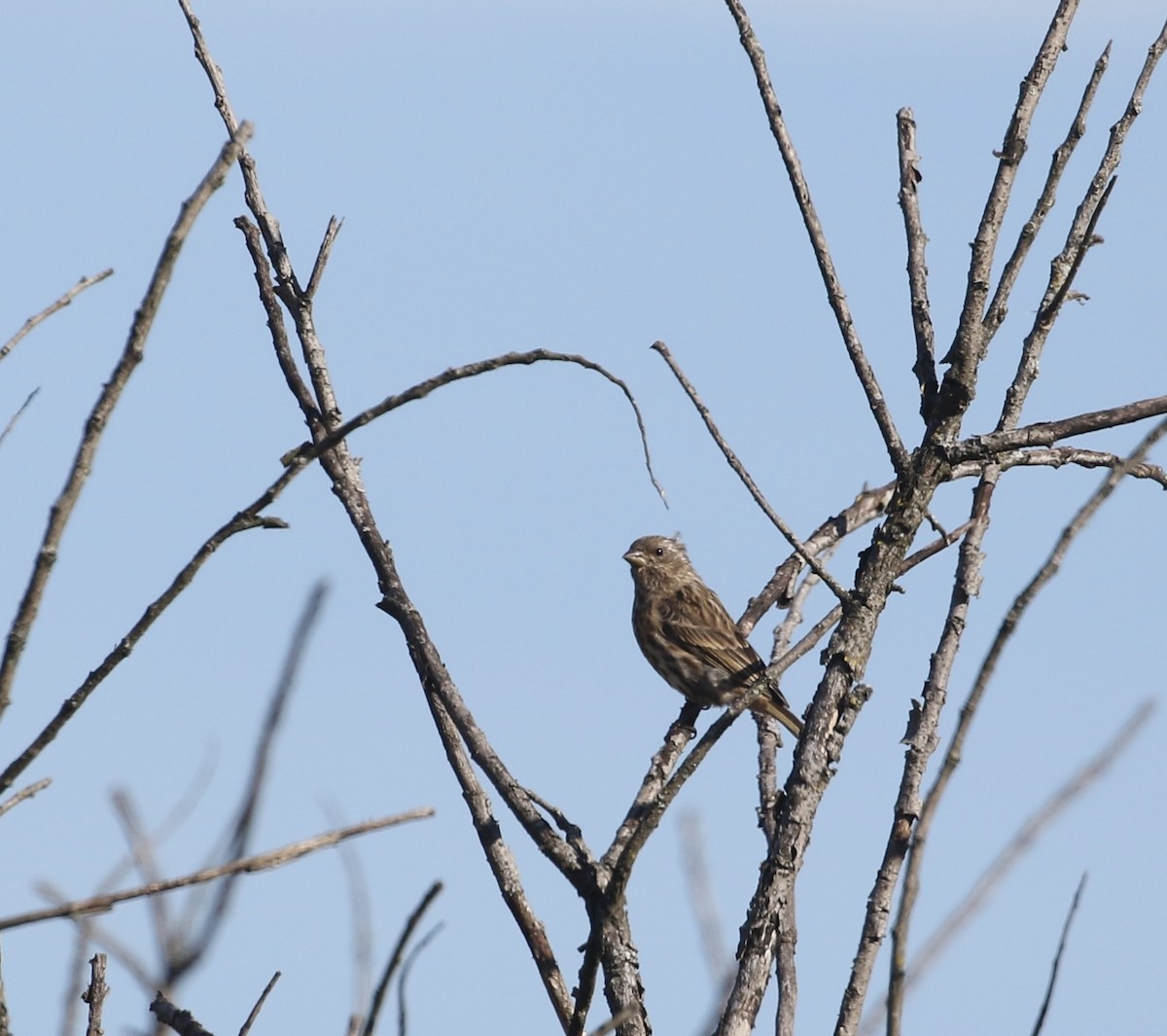 Purple Finch - ML643723594