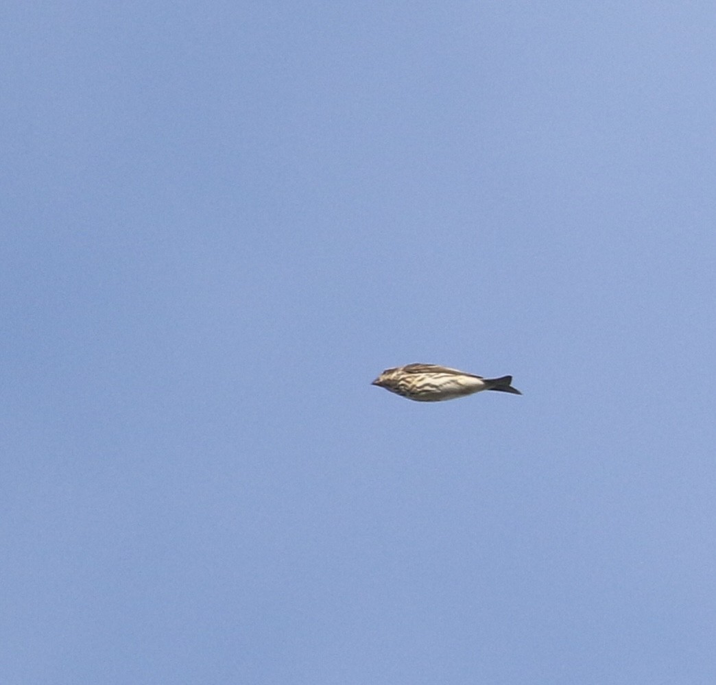 Purple Finch - ML643723595