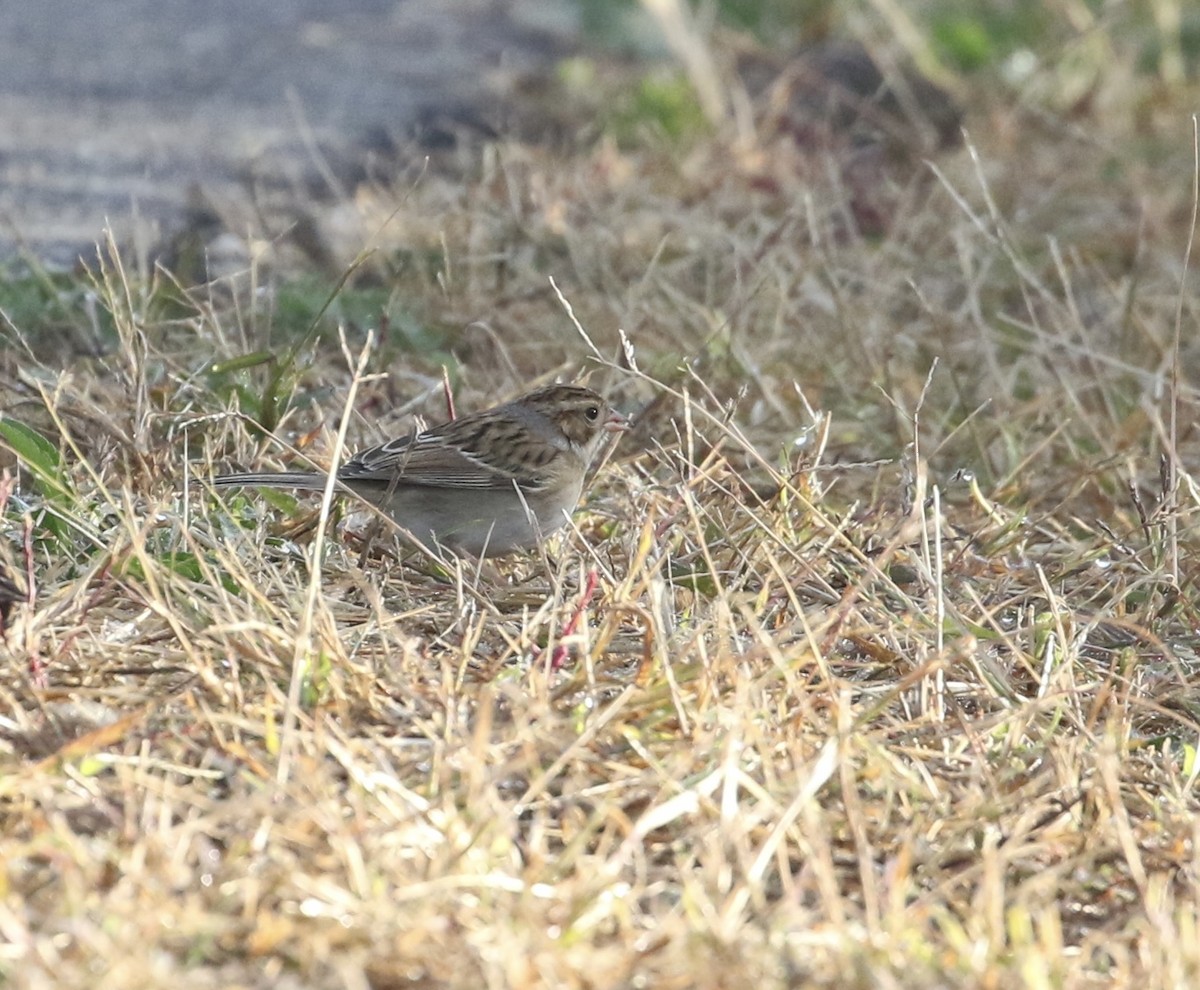 Clay-colored Sparrow - ML643723604