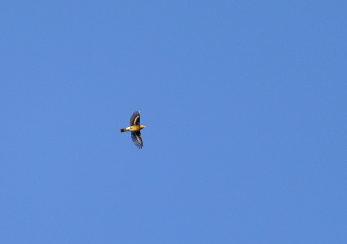 Varied Thrush - ML643723607
