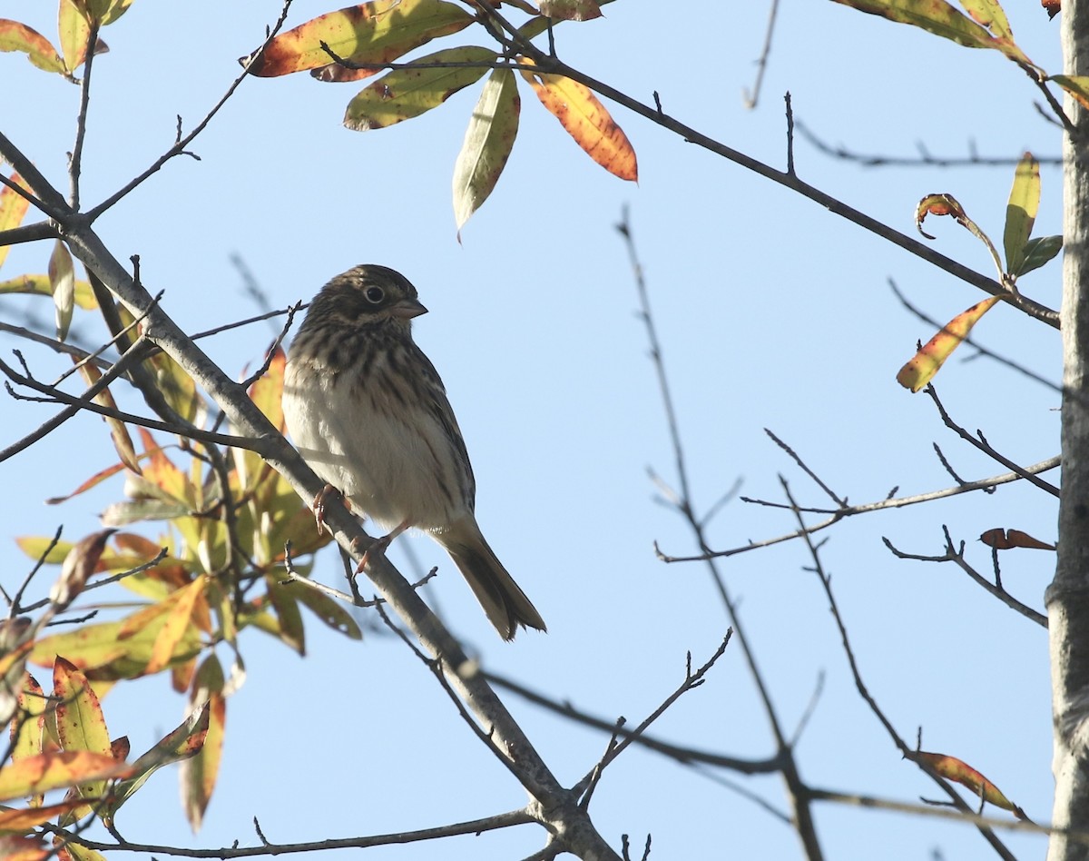 Vesper Sparrow - ML643723608
