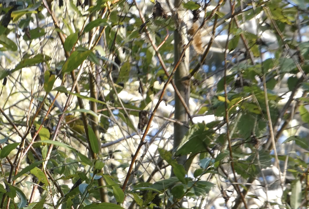 Wilson's Warbler - ML643723609