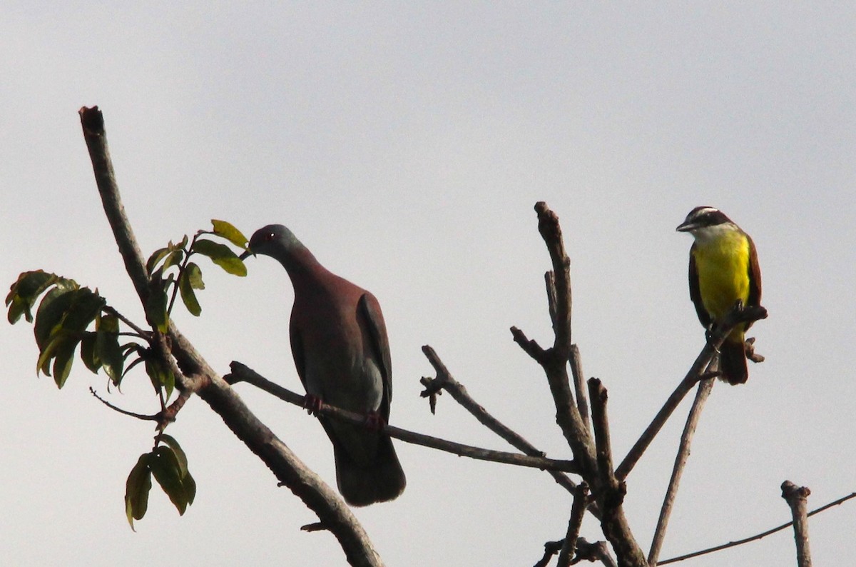 Pale-vented Pigeon - ML643723613