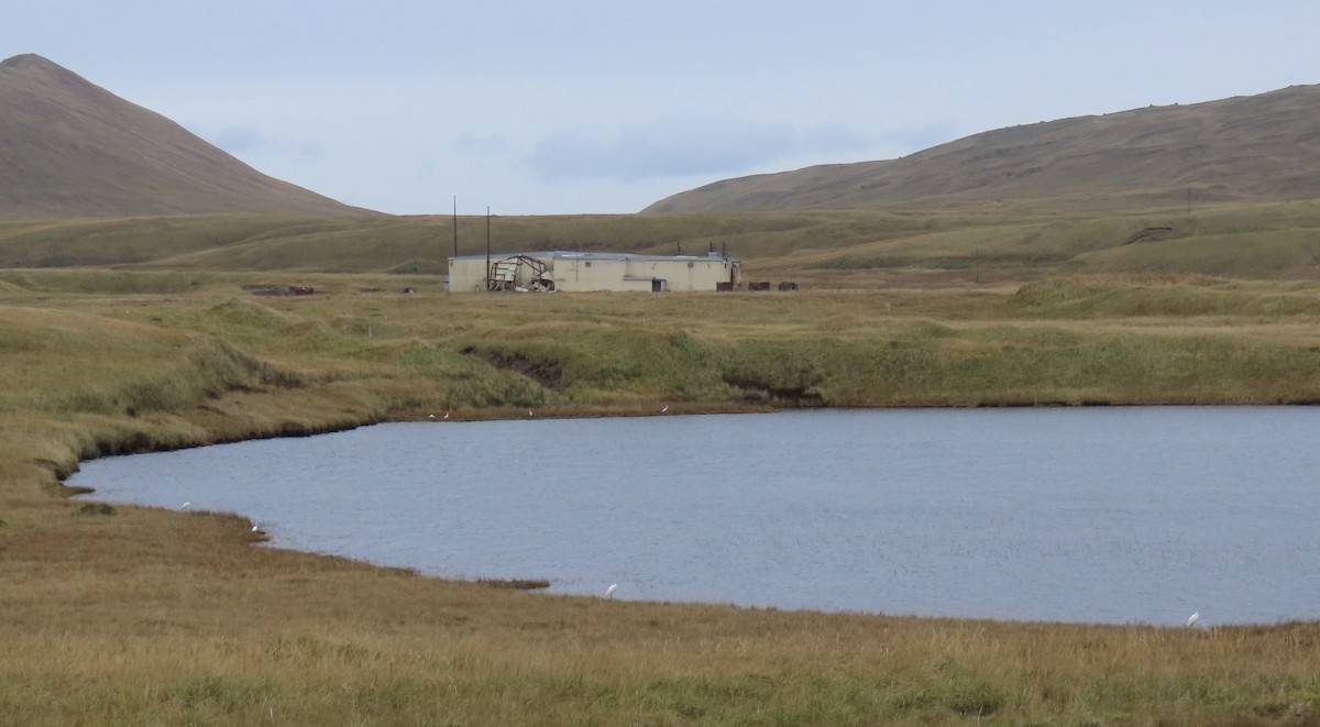 Great Egret - ML643723621