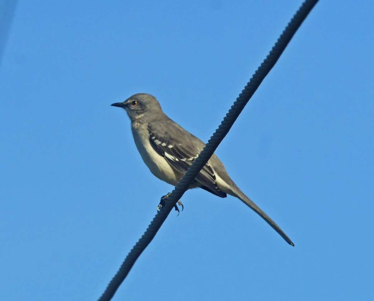 Northern Mockingbird - ML643723622