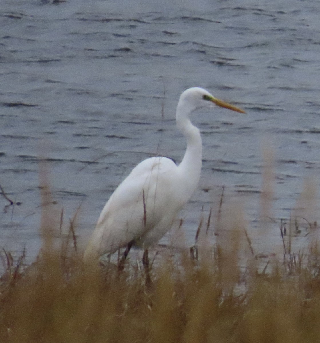 Great Egret - ML643723630