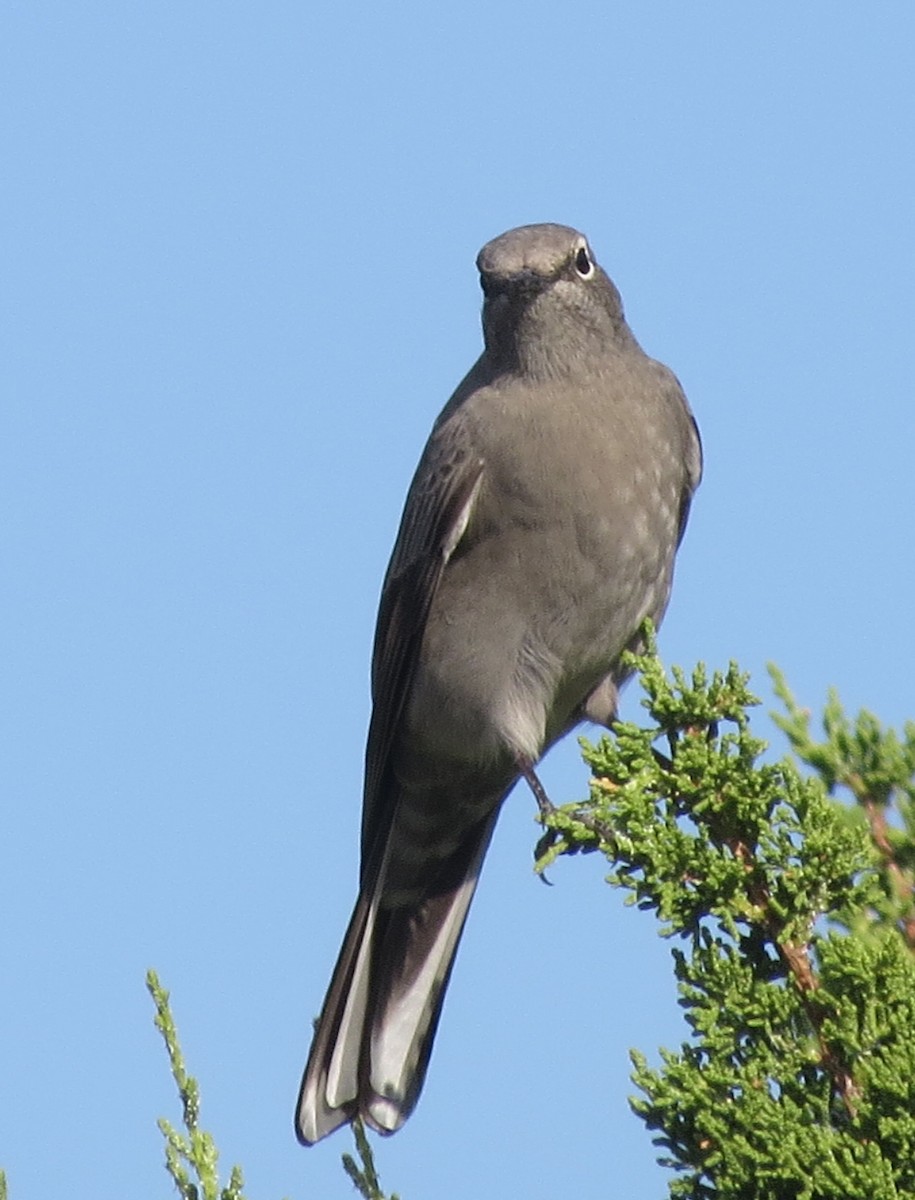 Townsend's Solitaire - ML643723631