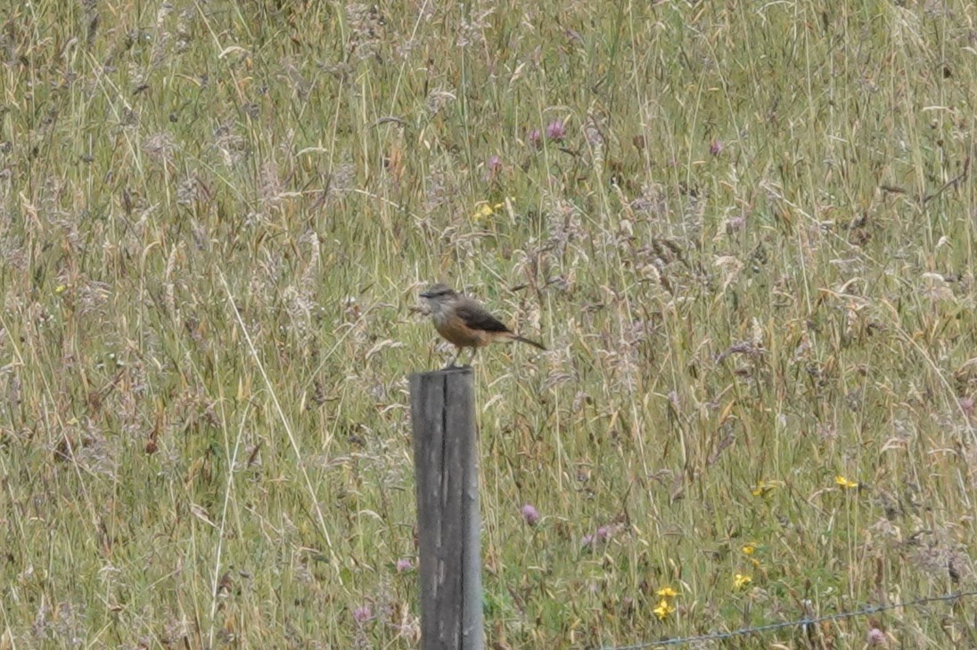 Streifenkehl-Buschtyrann - ML643723636