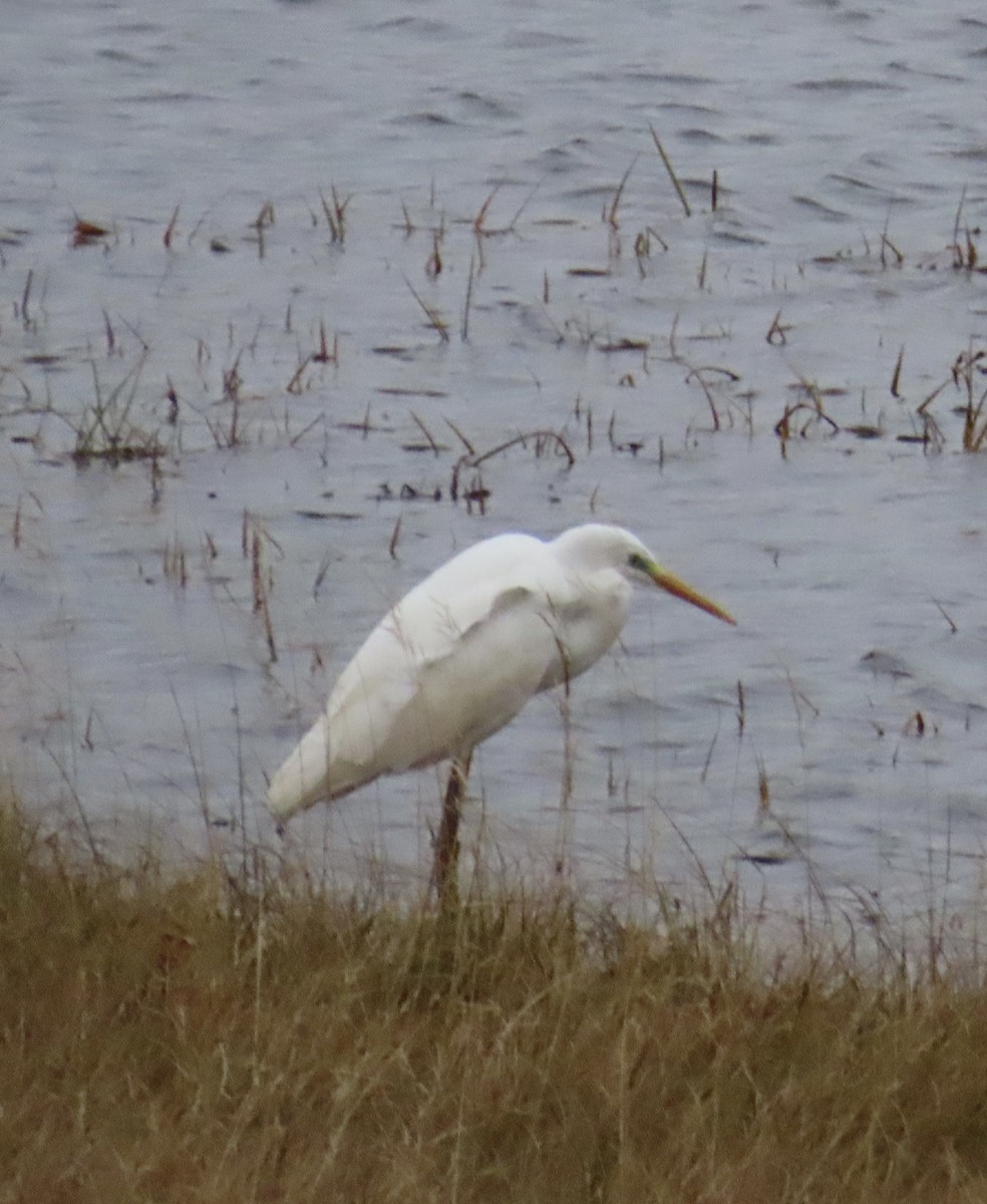 Great Egret - ML643723640