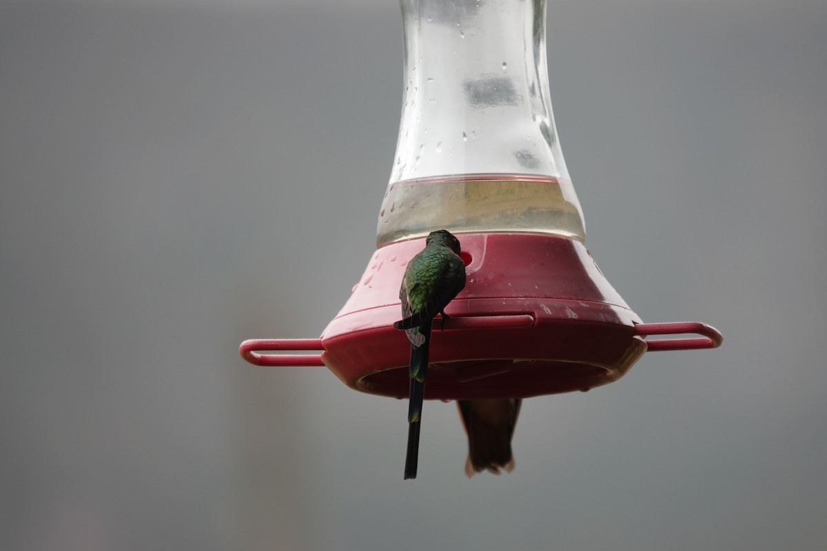 Black-tailed Trainbearer - ML643723658