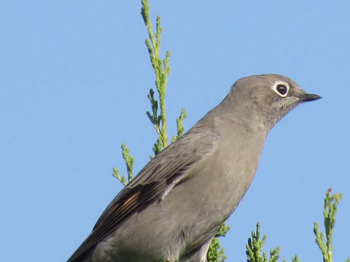 Townsend's Solitaire - ML643723666