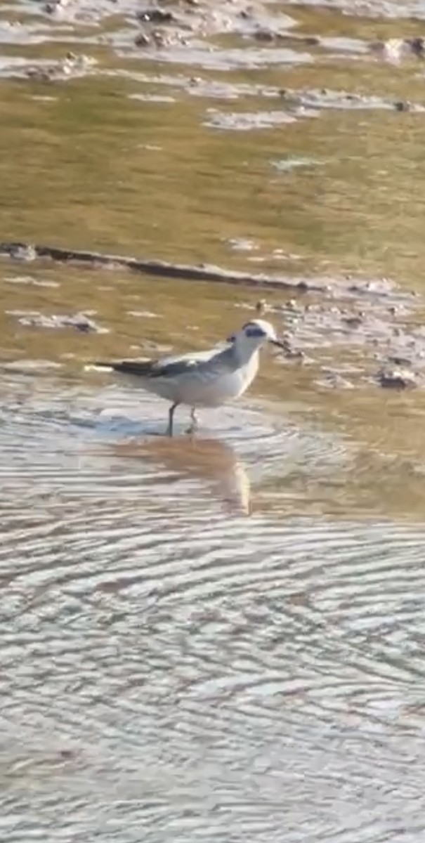 lyskonoh ploskozobý - ML643723670