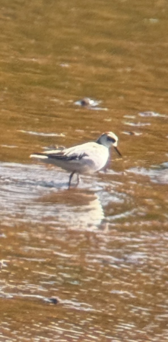 lyskonoh ploskozobý - ML643723671