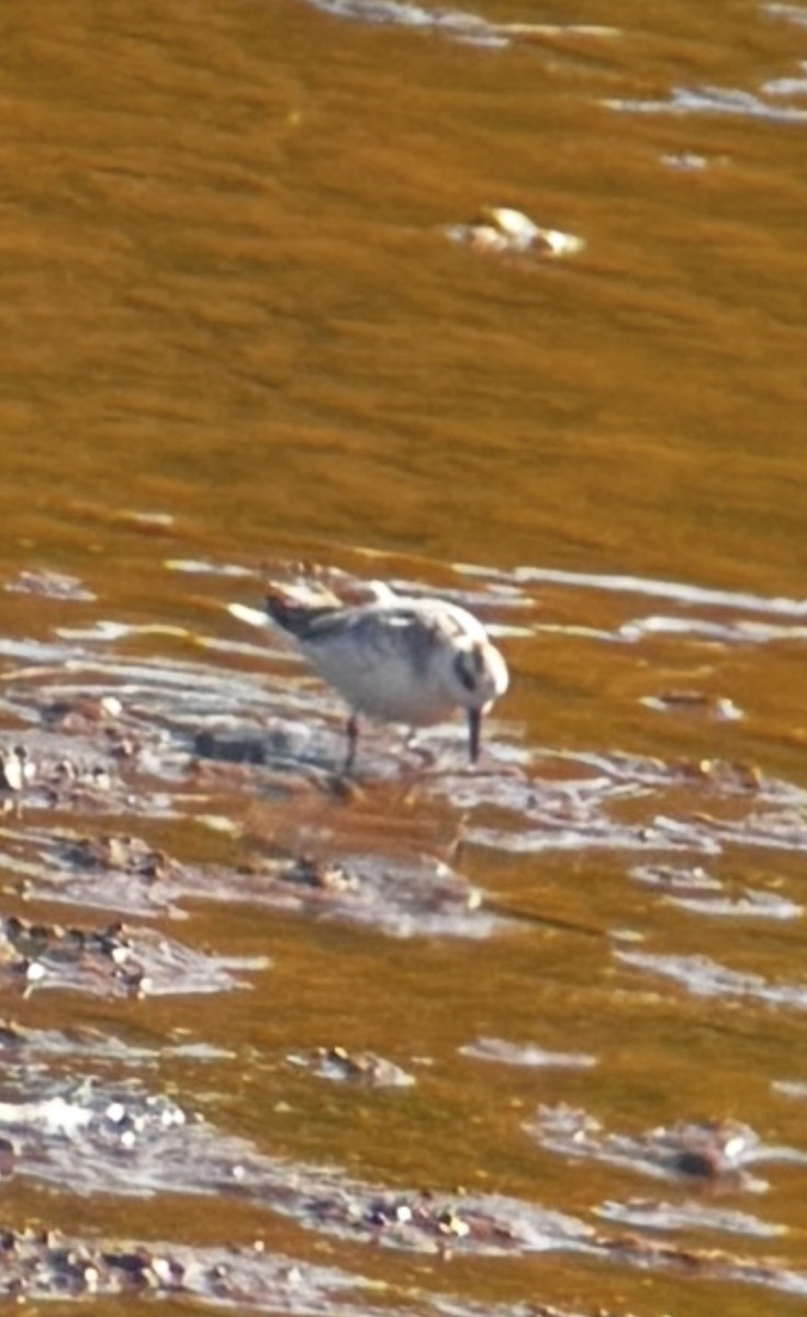 lyskonoh ploskozobý - ML643723672