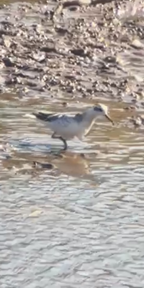 lyskonoh ploskozobý - ML643723673