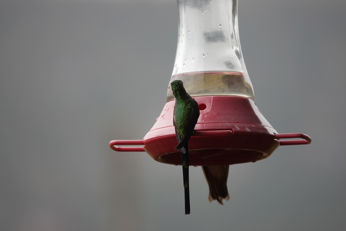 Black-tailed Trainbearer - ML643723674