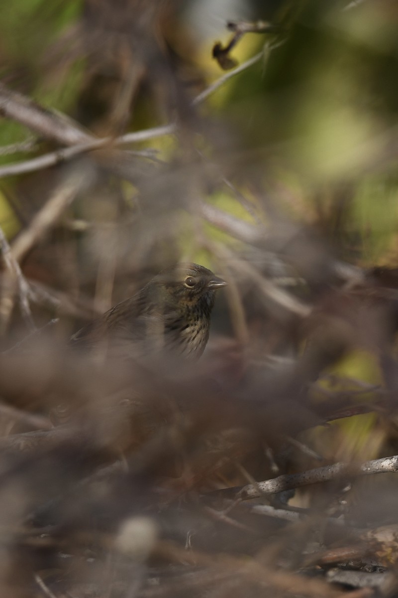 Lincoln's Sparrow - ML643723681