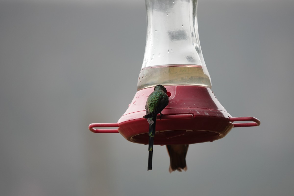 Black-tailed Trainbearer - ML643723682