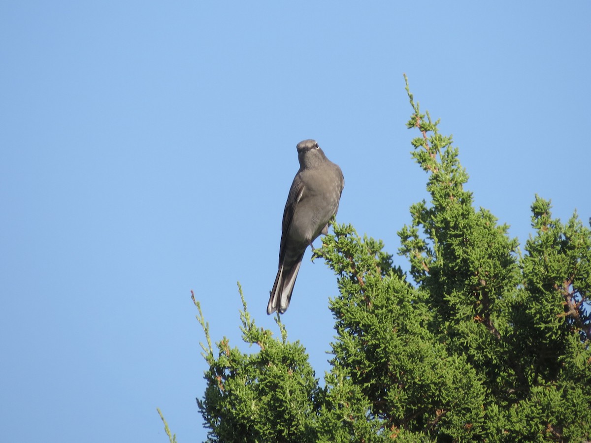 Townsend's Solitaire - ML643723685