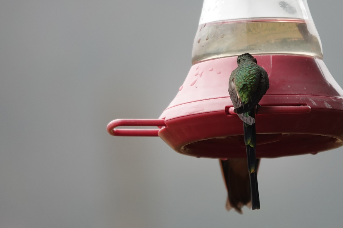 Black-tailed Trainbearer - ML643723698