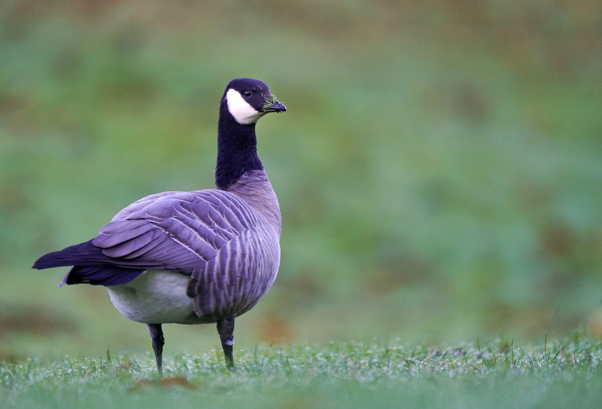 Cackling Goose - ML643723699