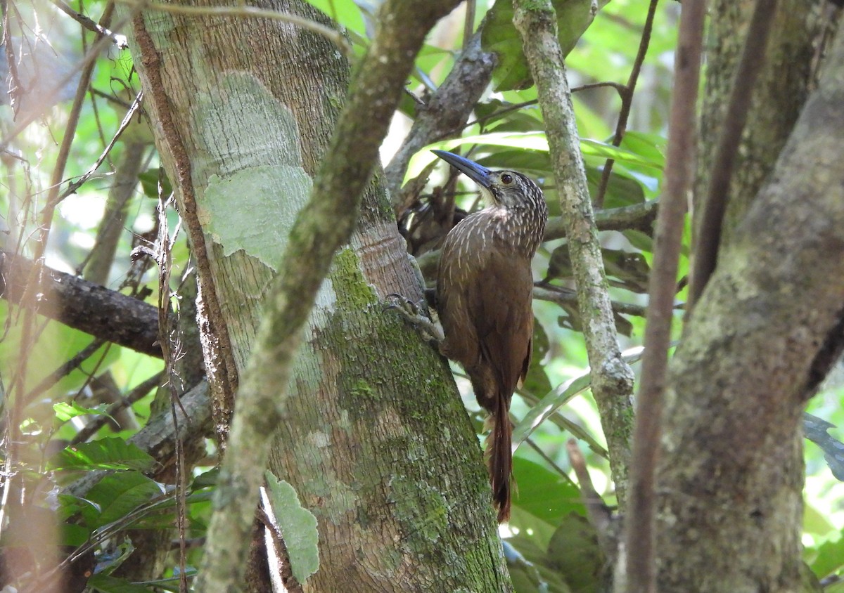 White-throated Woodcreeper - ML643723706