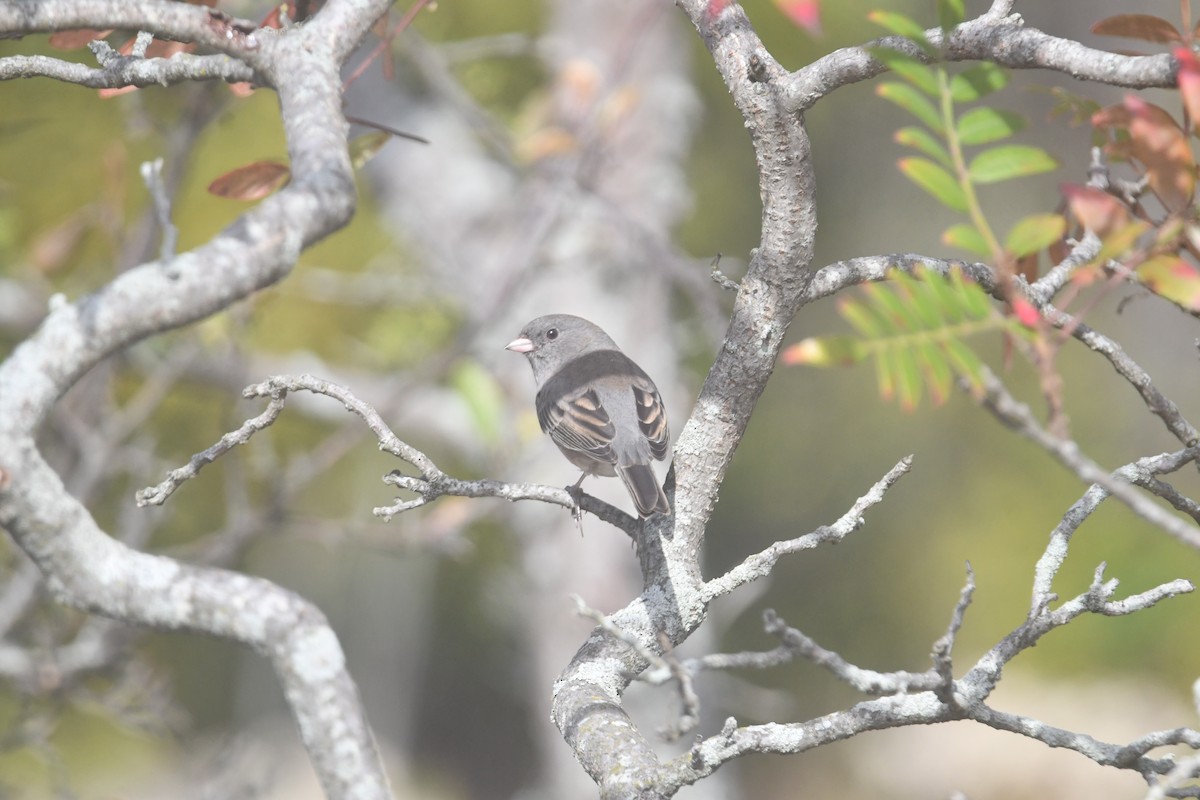 Dark-eyed Junco (Slate-colored) - ML643723721