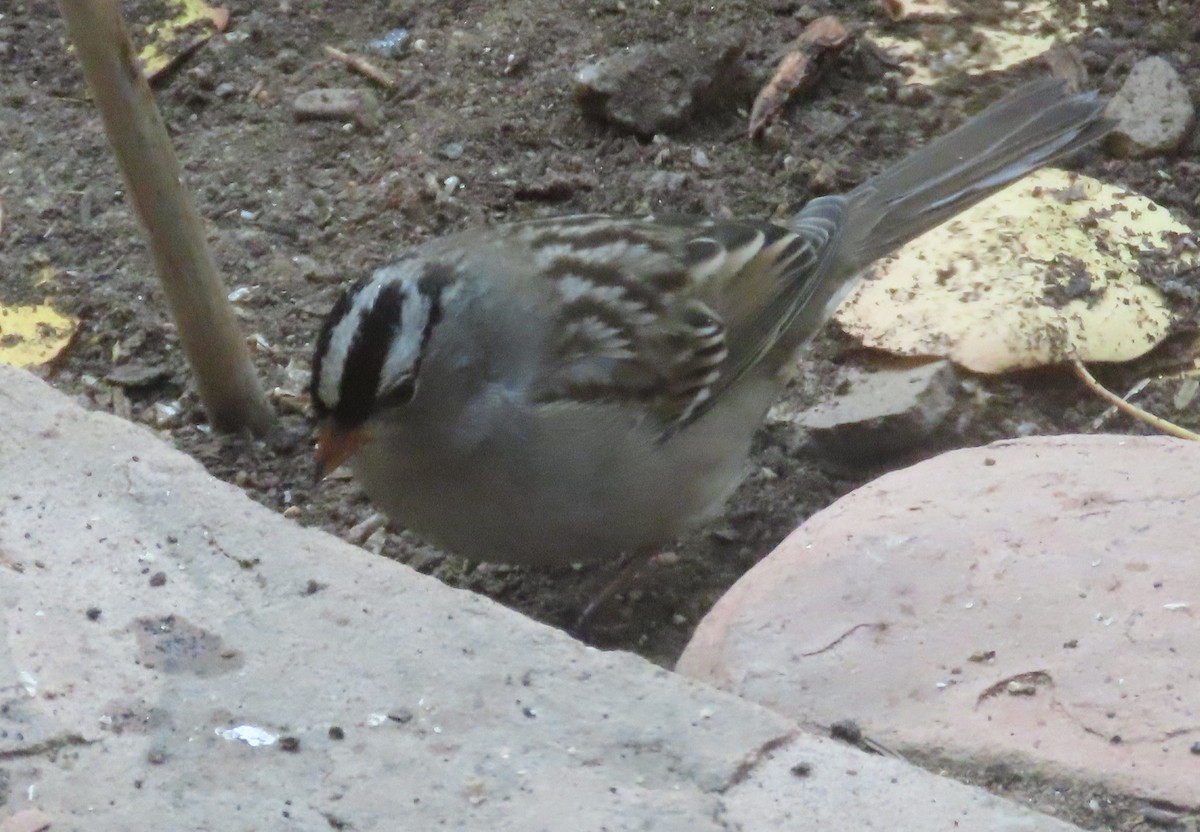 White-crowned Sparrow (oriantha) - ML643723722