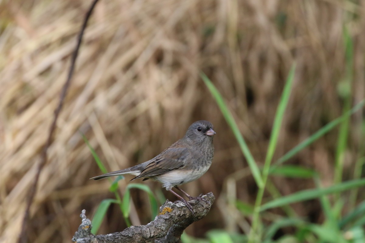 Dark-eyed Junco - ML643723724