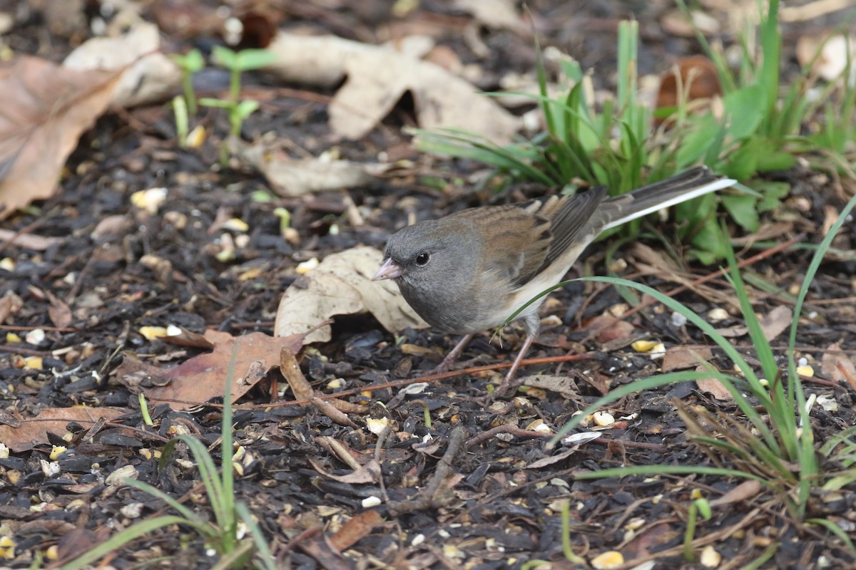 Dark-eyed Junco - ML643723726