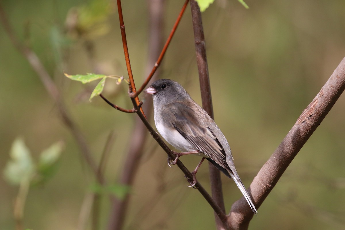 Dark-eyed Junco - ML643723727