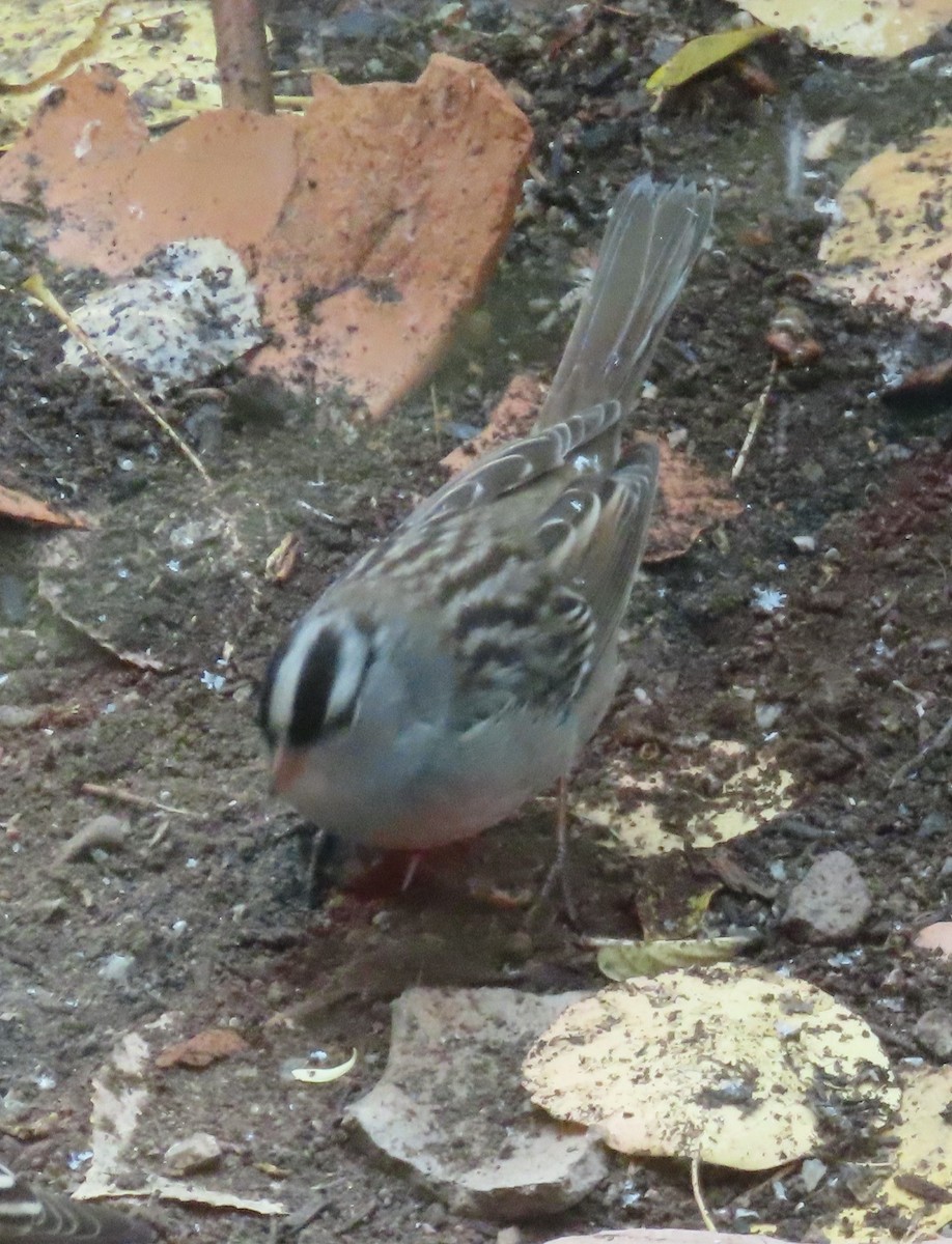 White-crowned Sparrow (oriantha) - ML643723730