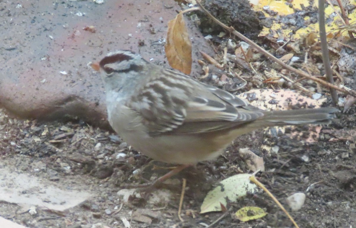 White-crowned Sparrow (oriantha) - ML643723748