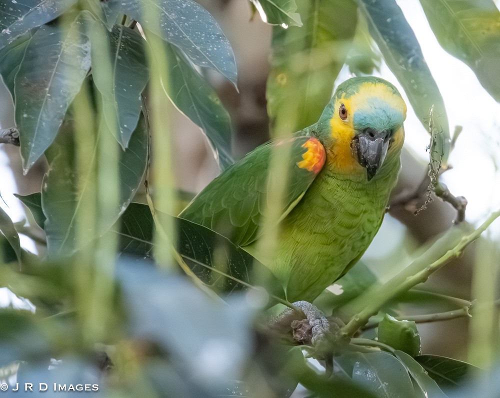 Amazona Frentiazul - ML643723761