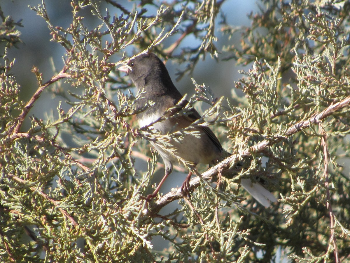 Dark-eyed Junco - ML643723778