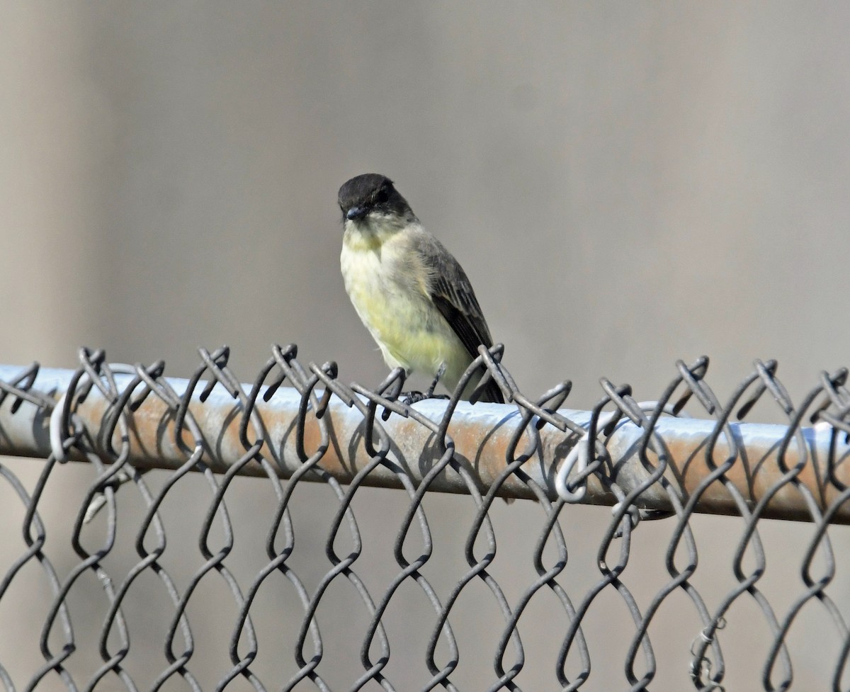 Eastern Phoebe - ML643723792