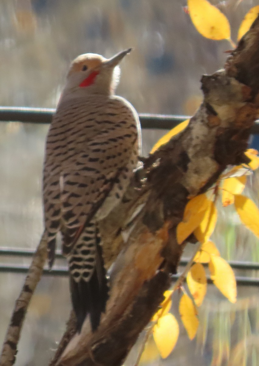 Northern Flicker (Red-shafted) - ML643723824