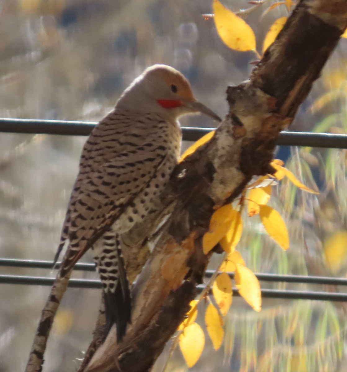 Northern Flicker (Red-shafted) - ML643723826