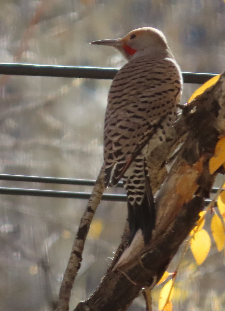 Northern Flicker (Red-shafted) - ML643723832
