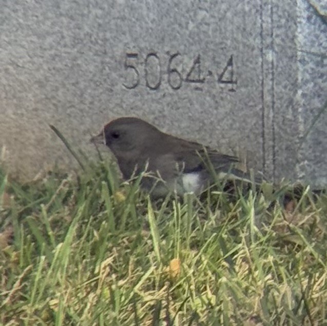 Dark-eyed Junco - ML643723837