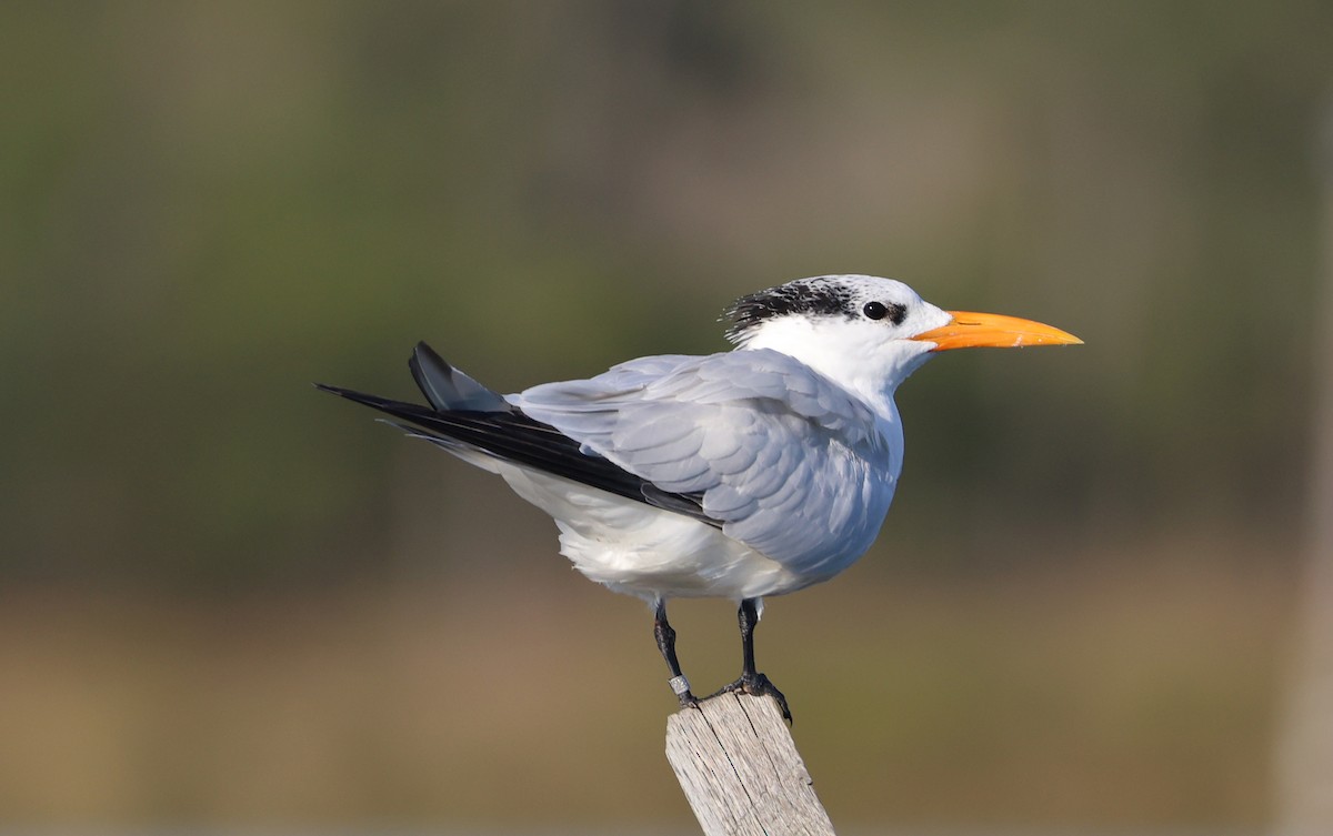 Royal Tern - ML643723856
