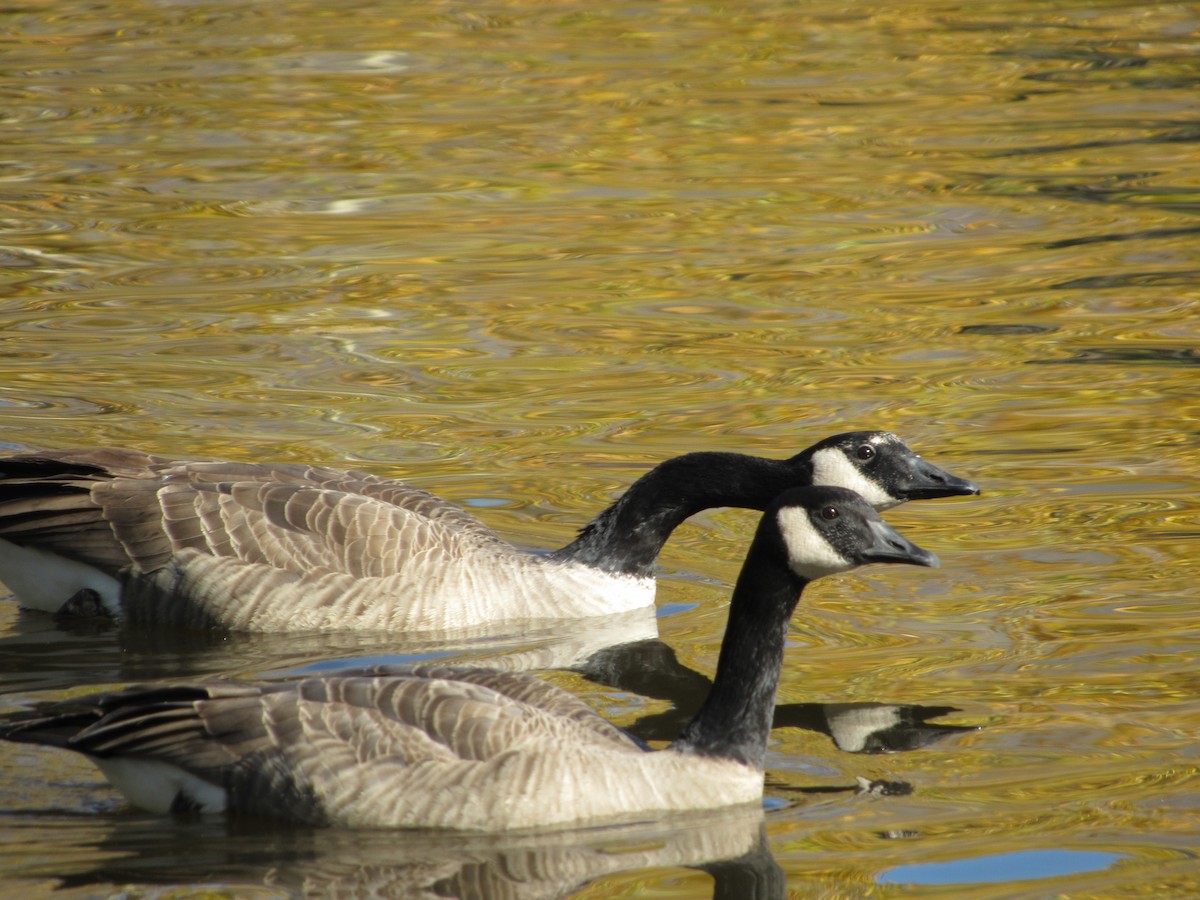 Canada Goose - ML643723862