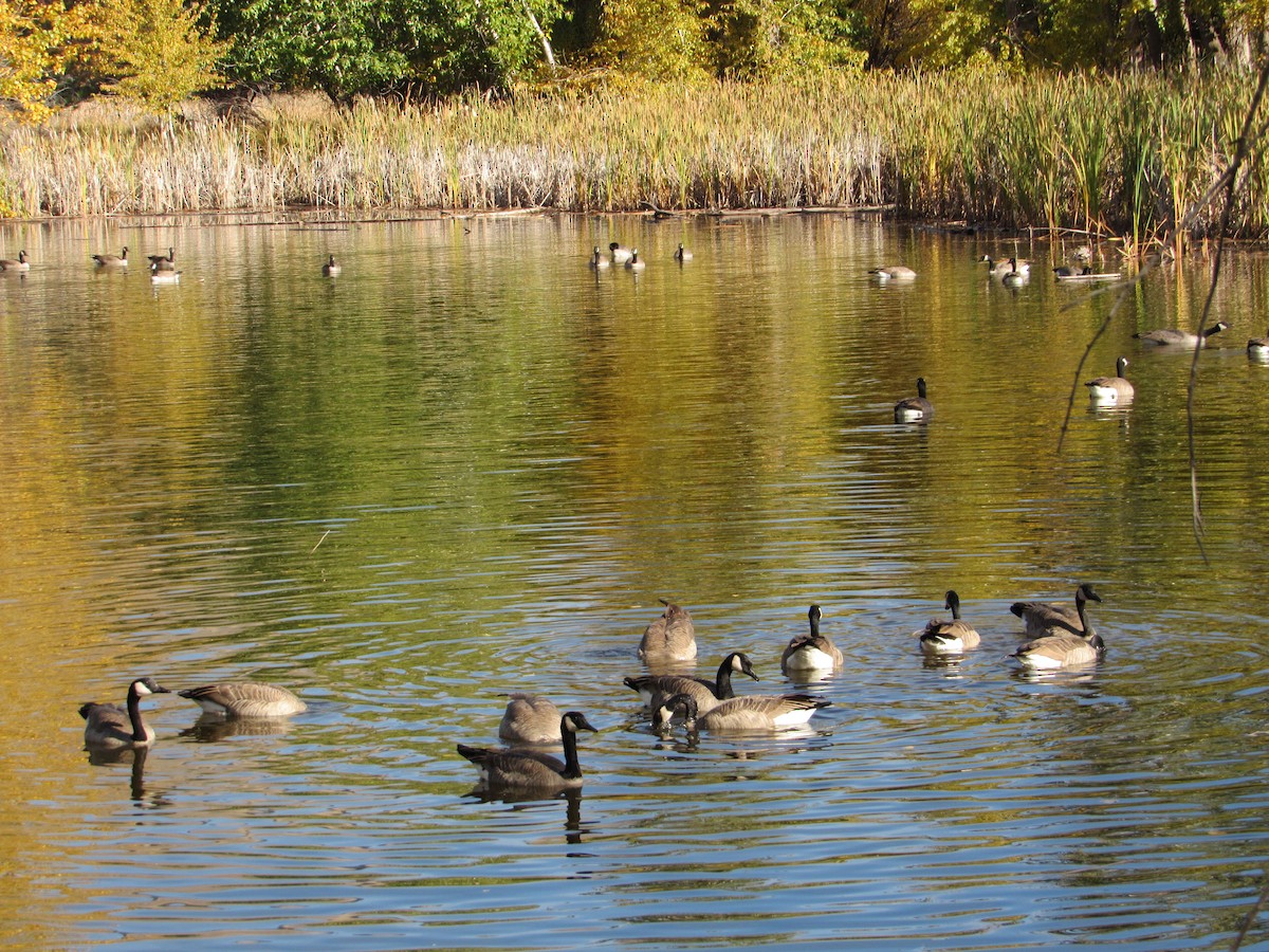 Canada Goose - ML643723863