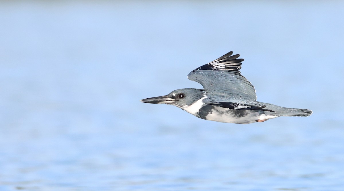 Belted Kingfisher - ML643723869